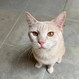 Kucing Jantan Coklat