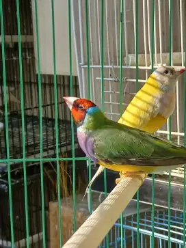 Jantan amadine hijau kepala merah minus ringan
