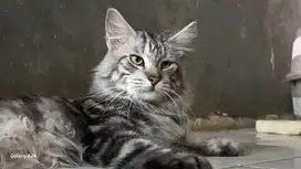 Kucing Mainecoon