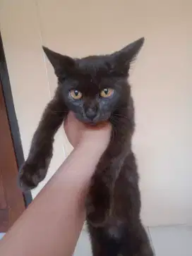 Menjuaal kucing