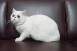 Exotic Shorthair White
