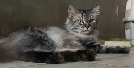 Kucing Mainecoon