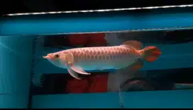 Arwana super red 36-37cm
