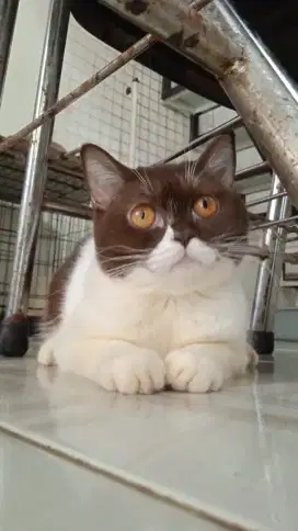 lepas adop brits & maine coon usia 6 bulan