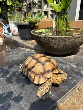 Kura-kura sulcata 35 cm