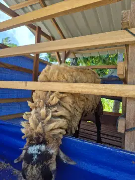 Domba aqiqah/Pejantan