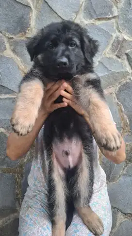 HERDER/ GERMAN SHEPHERD DOG