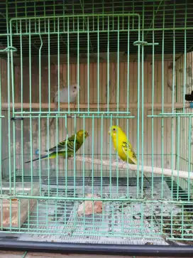 Burung Parkit (Budgie)