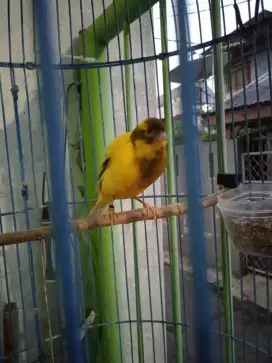 Kenari jantan gacor