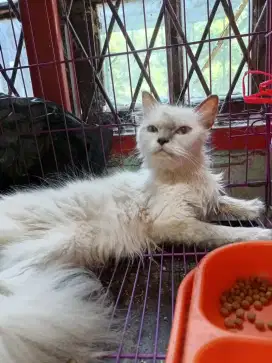 Kucing himalaya proven 1x anak pertama 6