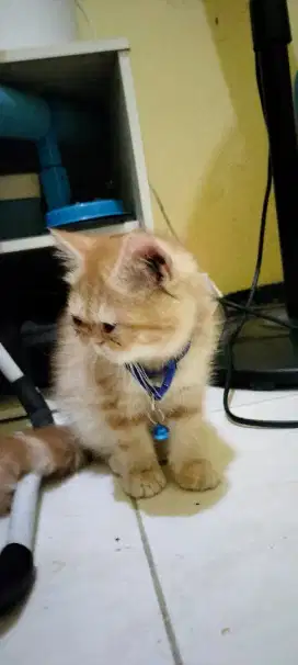 Oper adove kucing