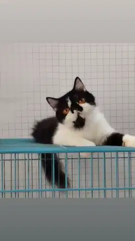 Kucing pesek indukan