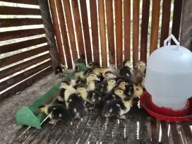 Anak bebek serati