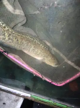Ikan cana asitica kalimaya female