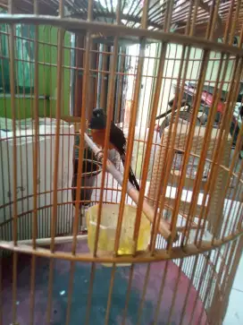 Jual murai prestasi