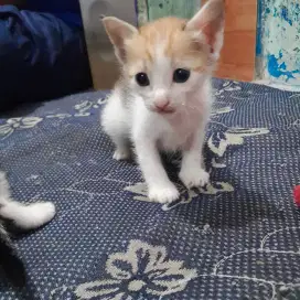 Anak kucing lucu