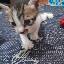 Anak kucing lucu
