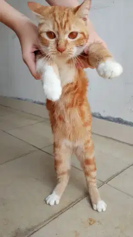 Kucing medium MiX