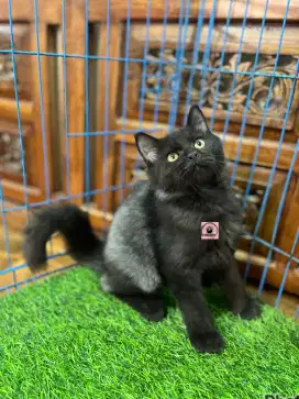 Ready kitten Persia
