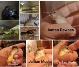 Burung Ciblek semi