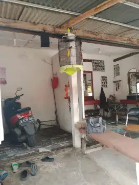 MRH 1 BRNG KUTILNG EMAS GAK ADA CACAT,RAJIN BRKICAU,GACOR,LNGSNG NYAUT