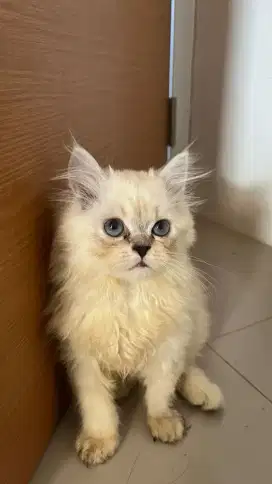 Open Adopt Kucing Persia x Himalaya 3.5 bulan
