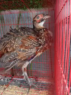 Dijual anakan ayam pheasant merah umur 5 bulan
