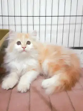 Kucing persia betina