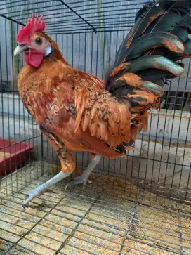 Dijual ayam hias jantan