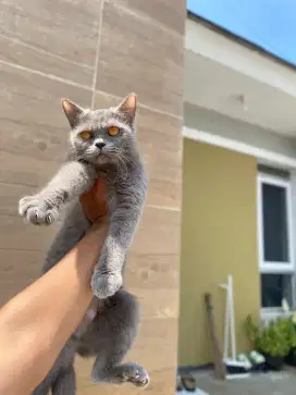 Bsh blue betina provn