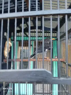 Burung jalak kebo muda