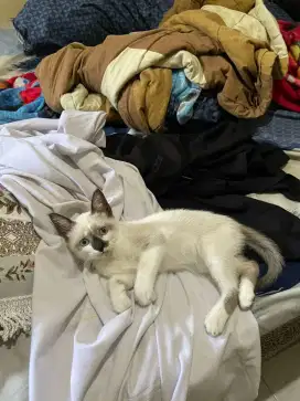 Ganti pakan, anakan siamese