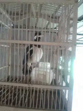 Jalak suren bisa ngomong kopi gacor dorr