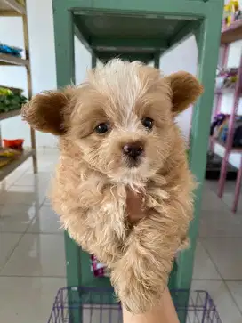 Minipom mix poodle