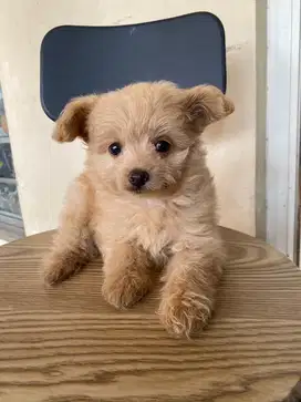 Minipom mix poodle