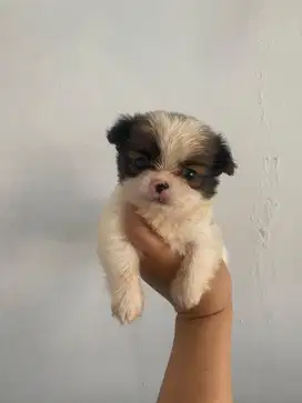 Chihuahua jantan