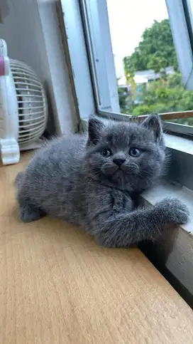 Kucing BSH Kitten