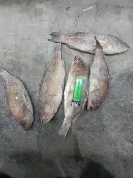 Jual ikan beku laut