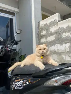British shorthair SF