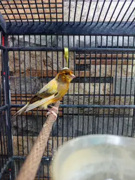 Burung kenari af