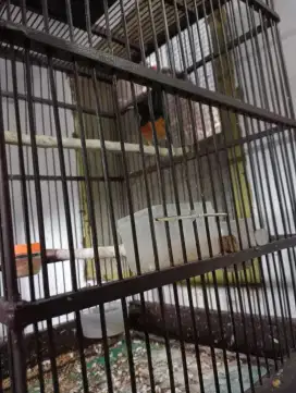 Jual murai Medan balak 8 PE 15 betina