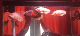 Ikan Oscar Albino & Tiger