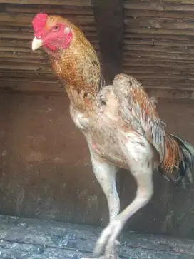 Ayam jago Shamo zuchter mix Aseel parrot super big  9 bulan murmer