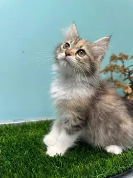 Kitten kembang telon hasil mix Mainecoon x himalaya mix persia medium
