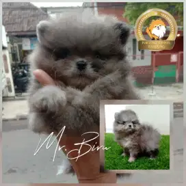 Fs. Minipom Blue Merle Male