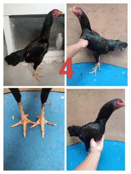 Ayam betina Mangon Silangan Bangkok tempel pkul