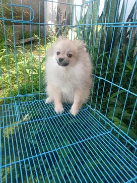 Minipom jantan sable anak merle