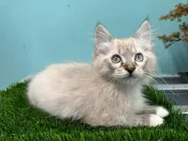 Kitten usia 2 bulan mainecoon x himalaya mix persia medium
