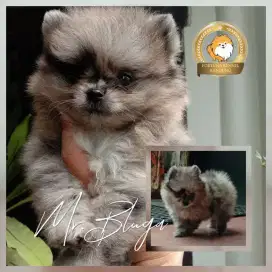 Fs. Minipom Blue Merle Female