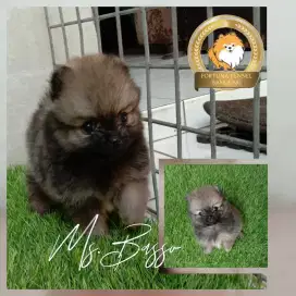 Fs. Minipom Female anak Merle